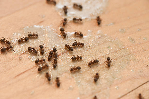 Best Best Pest Control Companies  in Packanack Lake, NJ