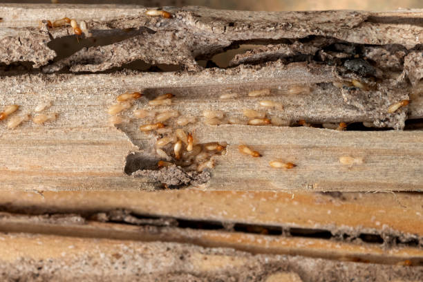 Wasp Removal Services in Packanack Lake, NJ