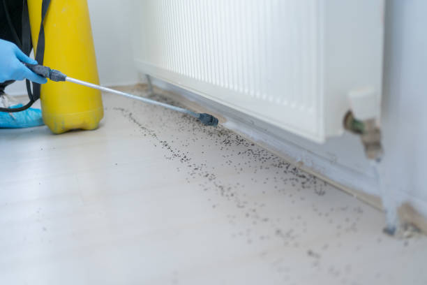Best Termite Control Services  in Packanack Lake, NJ